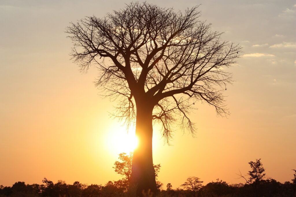 africa, tree, baobab tree-3443656.jpg